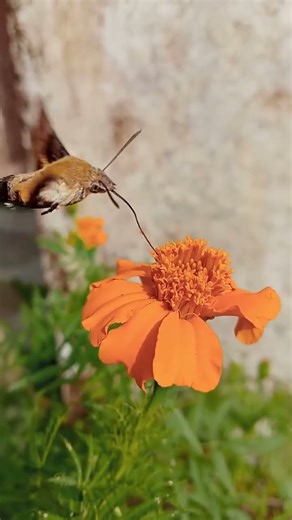 The Amazing Hummingbird Hawk Moth: Nature's flying Marvel.#hummingbird #hawk #beautiful #fypシ