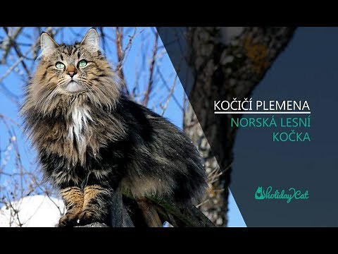 Plemena koček: NORSKÁ LESNÍ KOČKA (reportáž)
