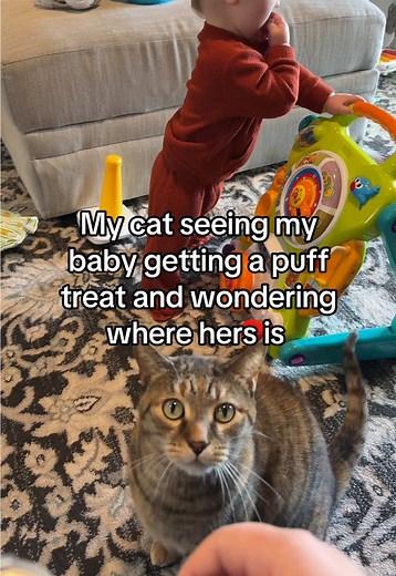 Safe to say, both my cat and baby are big fans of treats! So why would I be surprised that my cat was waiting in line for her treat too? 🤣 #catandbaby #catsoftiktok #babiesoftiktok #treat #baby