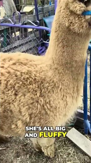 Alpaca cleanup day! Clearing straw and veggies from fluffy fleece