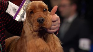 2024 NDS: English Cocker Spaniel