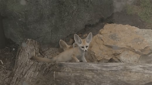Kansas City Zoo introduces new baby fennec fox