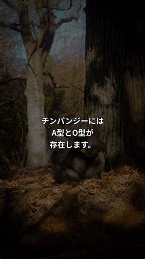 ゴリラの血液型は全員O型！驚きの理由 #Shorts