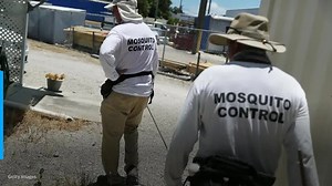 Genetically modified mosquitoes released in Florida; project aims to tackle disease
