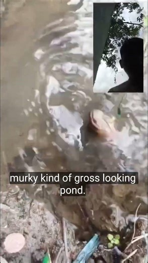 “The hook got stuck in the gills.