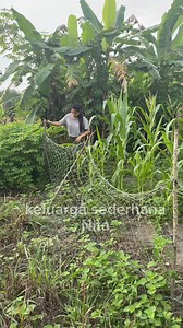 bongkar pagar panen terus masak dan lanjut makan | Nita