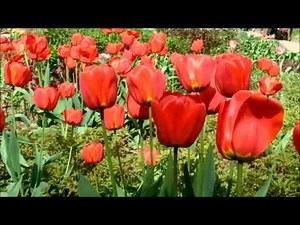 Tanz der Blumen - Musik zum Entspannen - Panflöte / Gitarre RELAX MUSIC