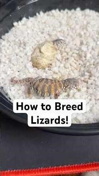 How to breed lizards