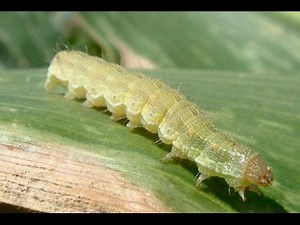 Control of the Coppitarsia Bollworm in Flower Crops - TvAgro by Juan Gonzalo Angel