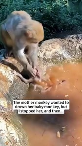 The mother monkey wanted to drown her baby monkey, but I stopped her, and then... | Monkey World