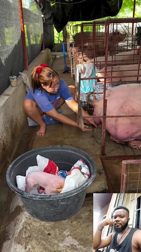 113K views · 268 reactions | Things to consider before your pig put to birth | Eta Agbor | Facebook