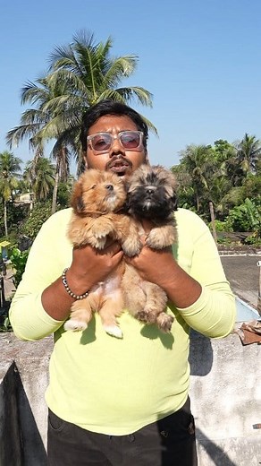 Lhasa apso puppy #lhasa | Mantu Roy