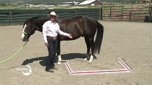 It's easy to get complacent around your horse, but any horse can kick. This is good information to be aware of all the time around both familiar horses and new horses. Horses horses #juliegoodnight Certified Horsemanship Association | Julie Goodnight Horsemanship