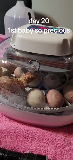 hatching chickens #day20 #firsthatching #babychics #chickens #incubating #babychickens #cycleofchickens #circleoflife #nurtureright360 #incubator #countrylife #westvirginia