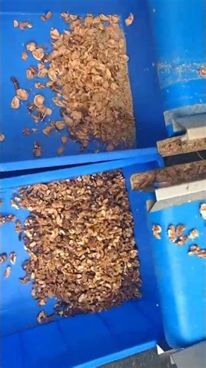 Walnut Sorting