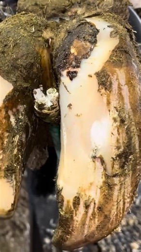 Slow Hoof Cleaning Visual 🧽 #hoofcare #hoofhealth #hoofpick #healthyhooves #farrierlife #farrier #hoofmaintenance #stablelife #ranchlife #barnlife #workinghorses #animalcare #livestockcare #farmanimals #horseworld | Hoof ASMR