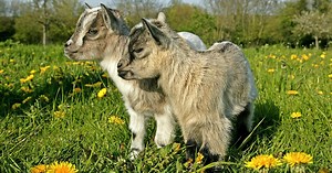 Comment élever une chèvre naine ?