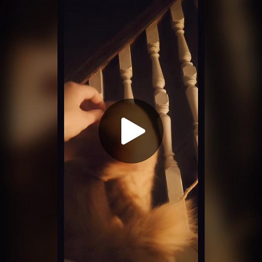 late night wobbling #cerebellarhypoplasia #wobblycat #ch #bobbleheadwobble