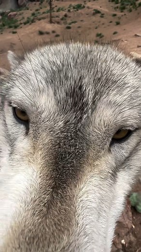 POV: Getting wolf kisses!! | Wolf Lover