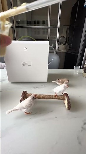 How to feed baby chicks with syringe 🐥