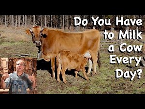 Do You Have to Milk a Cow Every Day? - FHC Q & A