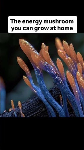 The Energy Mushroom You Can Grow at Home