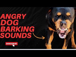 Epic Dog Barking Compilation: See How Your Dogs REACTS and Can't Resist!