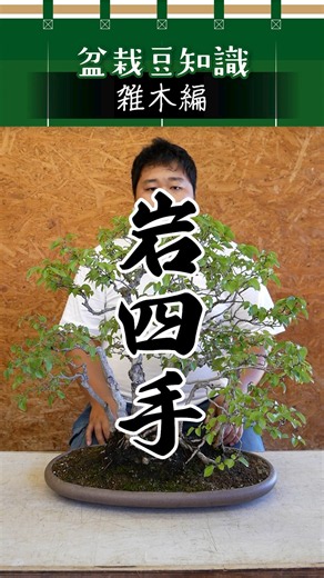 【雑木編】岩四手／盆栽豆知識
