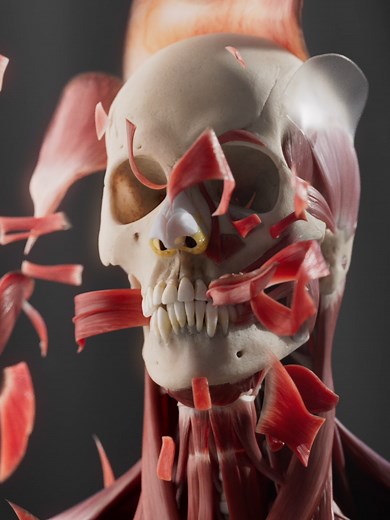 Exploring the Hidden Architecture of Facial Emotions