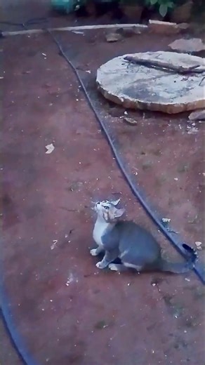 high jump cat❗ #catcomedy #catentertainment 🤣😺😂 #funny