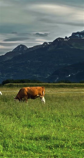 Alpine Majesty | A Stunning Cinematic Visual Ride