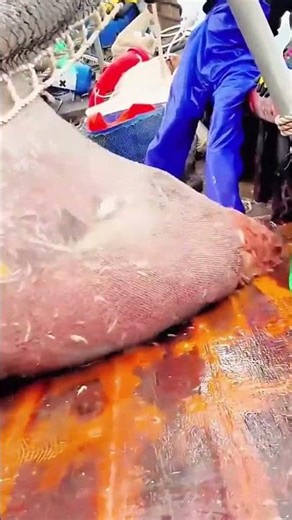 Fishing and shipping process of deep-sea shrimp