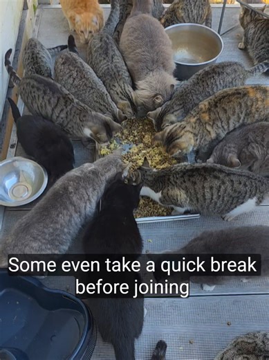 kitty dinner time, feeding farm cats. buymeacoffee.com/Thesaltyfloridacracker #feed #cats #catsoftiktok #kittens #farm
