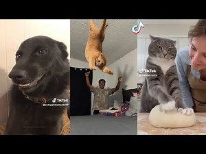Funny Cats & Dogs | Viral tiktok compilations 🐶 #9