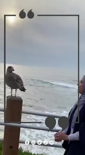 Seagull by the Seaside: Coastal Wildlife Encounter