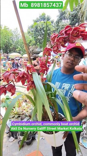 Stunning Cymbidium Orchid Variety #shorts #price