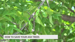 Ash trees on the decline in Iowa: Why is it happening?