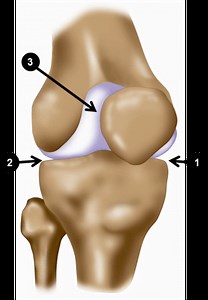 About the Knee Joint