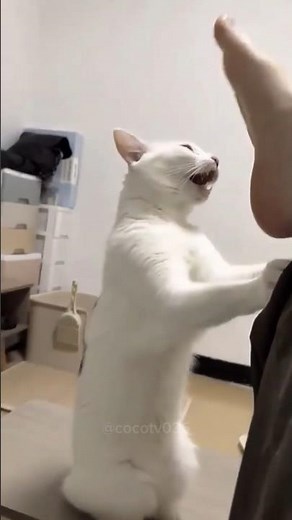 Epic Cat Reaction to Stinky Socks