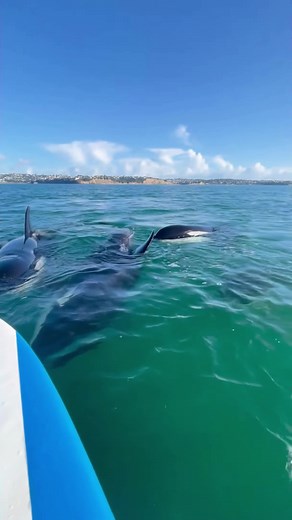Terrifying Orca Encounter in New Zealand | Lady Surrounded by Killer Whales