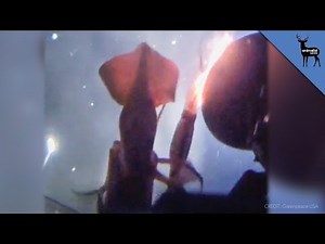 Jumbo Squid Angrily Attacks Greenpeace Submarine