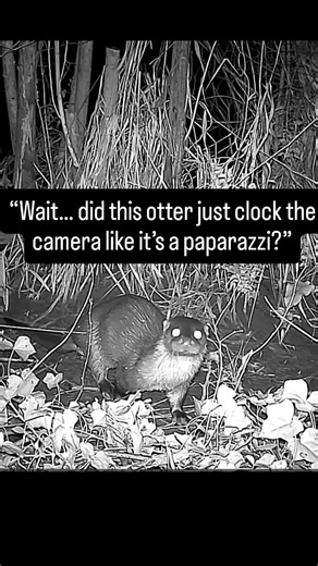 pretty sure the otter clocked the camera . what do you think ? @The Wildlife Trusts @BBC.SpringWatch #otter #trailcam #ukwildlife #wildlifetok #naturetok