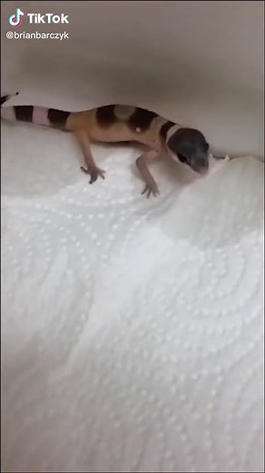 Have you ever heard a leopard gecko scream 😂 #animals #reptile #gecko