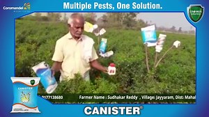 Chilli No.1 Jodi- Canister Platina – Pest Control Better Yield #Chillies #Whiteflies #Mites #Thrips #Floweing #Fruitdevelopment #GromorSuraksha #Coromandel | Coromandel International Limited