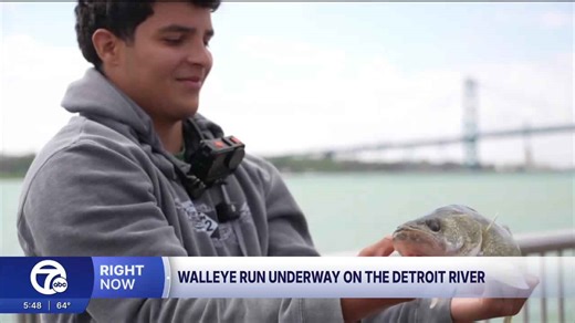 Walleye run underway on the Detroit River
