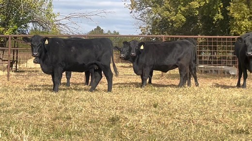 Selling 11/10/25! 18 head of the Registered Angus cows bred back to a Registered Angus bull. Two of these are 9 years old, the rest are 6 or under with a few heifers! Dog gentle and easy to handle! | Fort Smith Stockyards