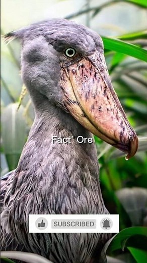 The Shoebill Stork: Nature's Most Mysterious Bird!