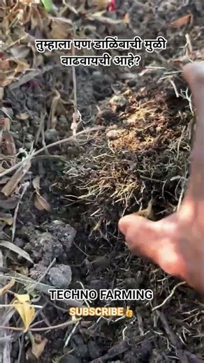 तूम्हाला पण डाळिंबाची मुळी वाढवायची आहे का? #agriculture #dalimbsheti #roots #farmer #डाळींब_शेती