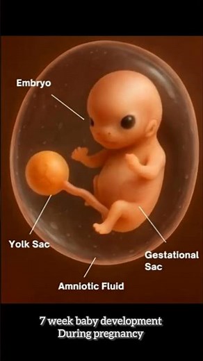 7 week baby development during pregnancy