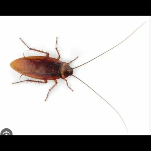 American cockroach #cockroach